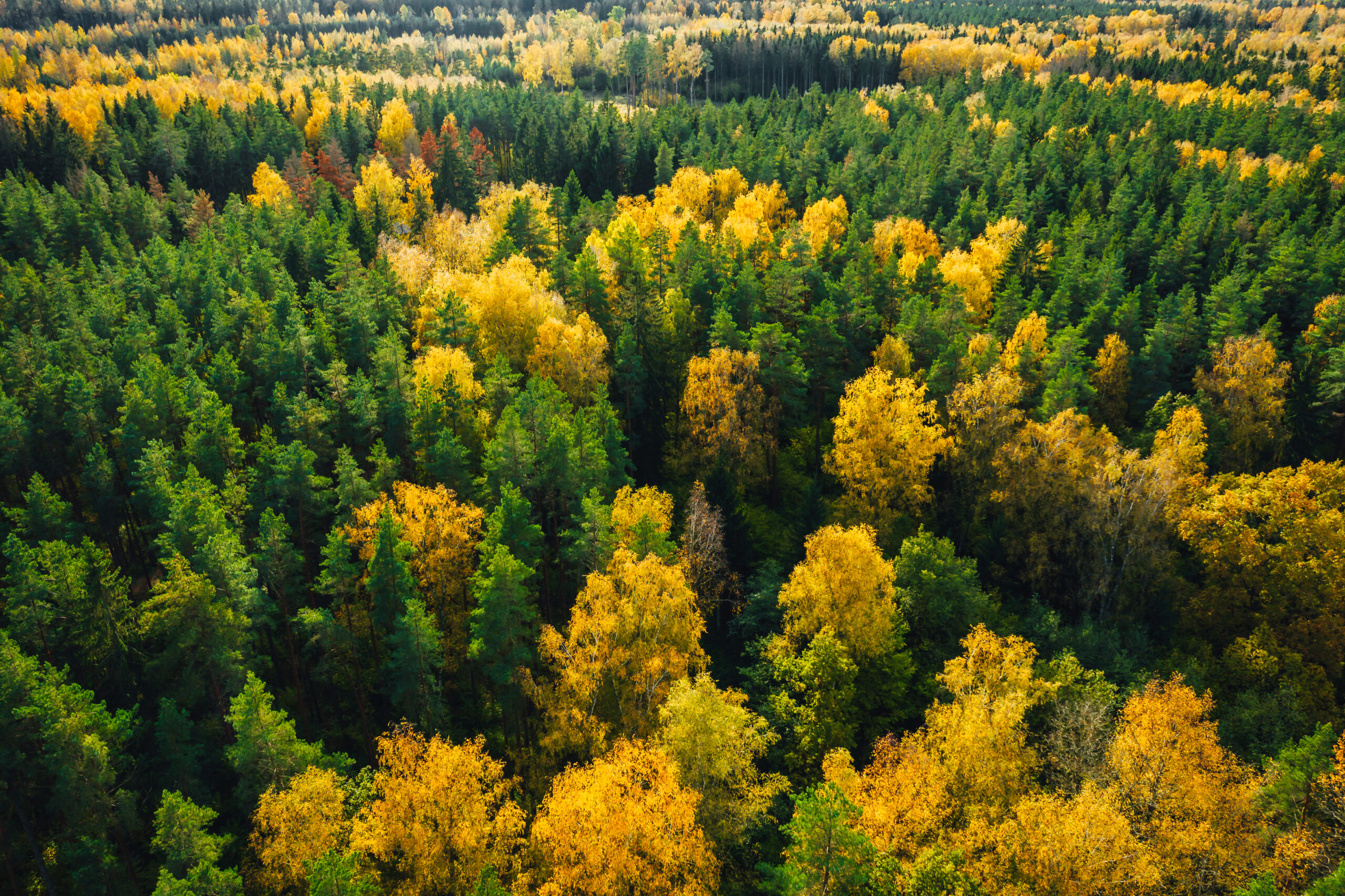 🌲 Drewno z polskich lasów – dlaczego to najlepszy wybór?